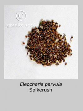 eleocharis  parvula  product gallery #2