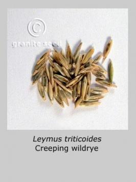 leymus  triticoides  product gallery #6