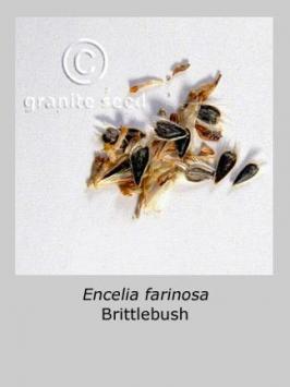 encelia  farinosa  product gallery #5