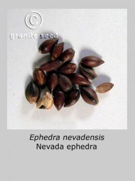 ephedra  nevadensis  product gallery #5