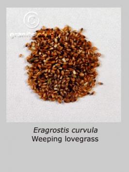 eragrostis  curvula  product gallery #2