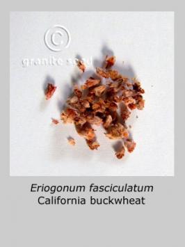 eriogonum  fasciculatum  product gallery #2