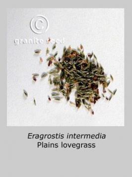 eragrostis  intermedia  product gallery #3