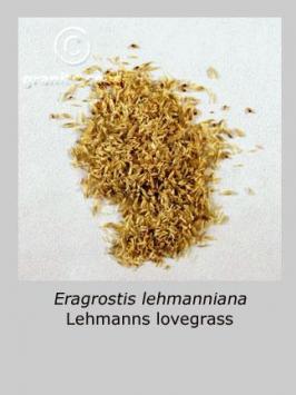 eragrostis  lehmanniana  product gallery #3