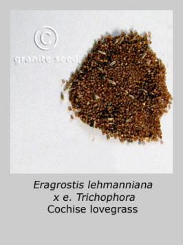 Eragrostis lehmanniana x E. trichophora