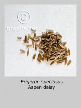 erigeron  speciosus  product gallery #1