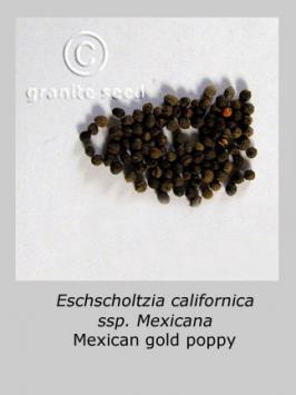 eschscholzia  californica ssp. mexicana  product gallery #1