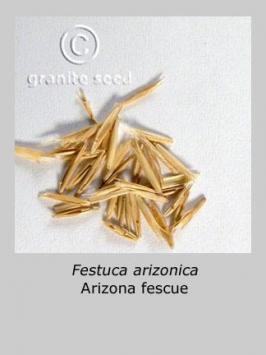 festuca  arizonica  product gallery #2
