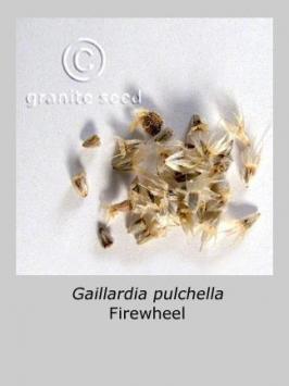 Gaillardia pulchella