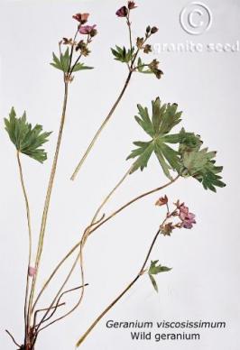 geranium  viscosissimum  product gallery #5