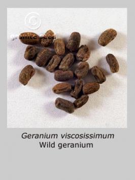 geranium  viscosissimum  product gallery #6
