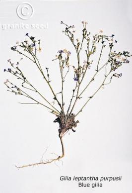 Gilia leptantha ssp. purpusii