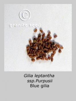 gilia  purpusii  product gallery #3
