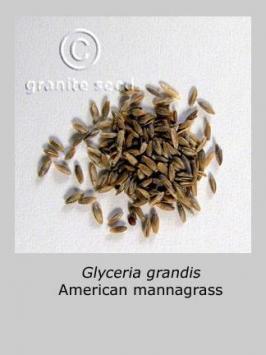 glyceria  grandis  product gallery #2