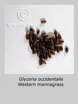 glyceria  occidentalis  product gallery #2