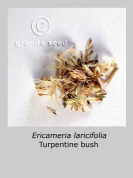 ericameria  laricifolia  product gallery #2