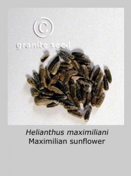 helianthus  maximiliani  product gallery #1