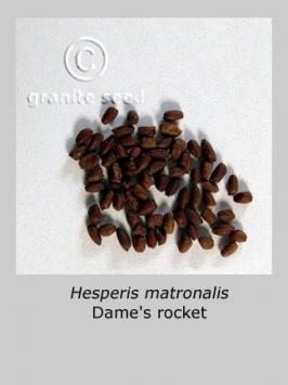 hesperis matronalis product gallery #1