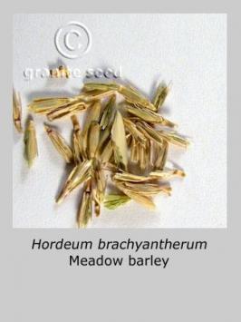 hordeum  brachyantherum  product gallery #3