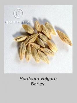 hordeum  vulgare  product gallery #2