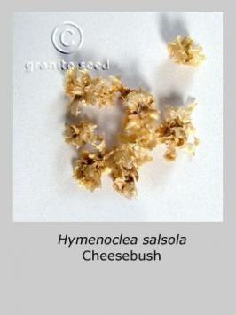 hymenoclea   salsola  product gallery #4