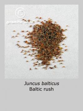 juncus  balticus  product gallery #2