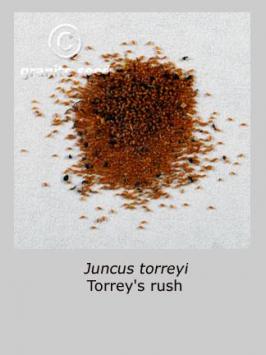 juncus  torreyi  product gallery #2