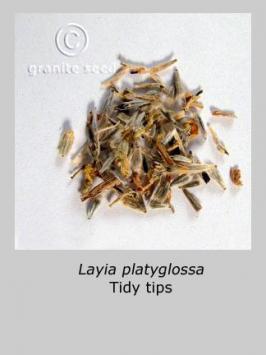 layia  platyglossa  product gallery #5