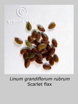 linum  grandiflorum  product gallery #2