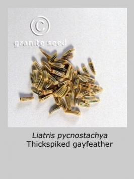 liatris  pycnostachya  product gallery #2