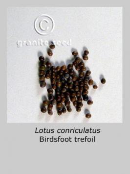 lotus corniculatus seeds