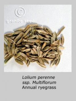 lolium  perenne ssp. multiflorum  product gallery #3