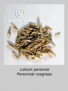 lolium  perenne  product gallery #4