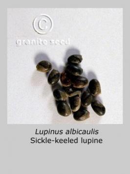 lupinus  albicaulis  product gallery #2