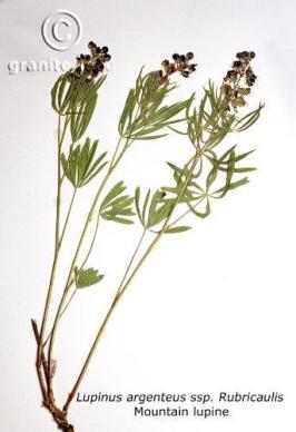 lupinus  argenteus ssp. rubricaulis  product gallery #9