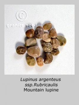 lupinus  argenteus ssp. rubricaulis  product gallery #10