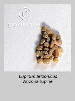 lupinus  arizonicus  product gallery #4