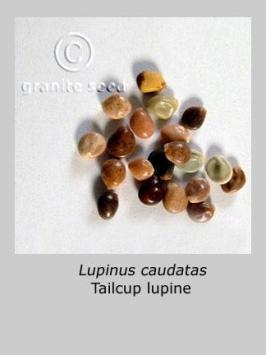 lupinus  caudatus  product gallery #2