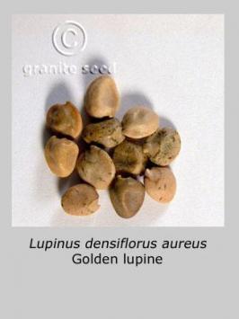 lupinus  densiflorus var. aureus  product gallery #2