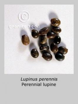 lupinus  perennis  product gallery #2