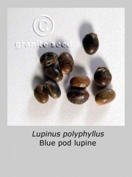 lupinus  polyphyllus  product gallery #2