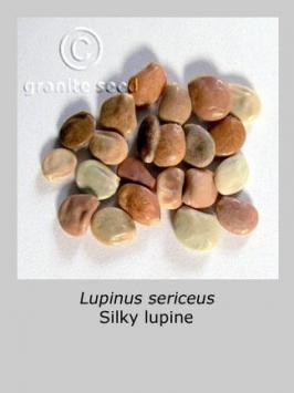 lupinus  sericeus  product gallery #2