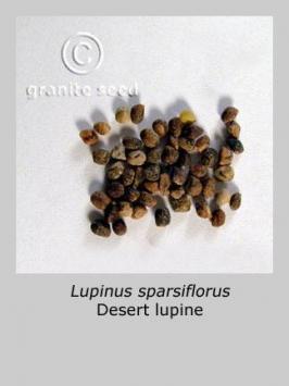 lupinus  sparsiflorus  product gallery #4