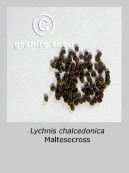 lychnis  chalcedonica  product gallery #2