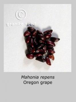mahonia  repens  product gallery #4