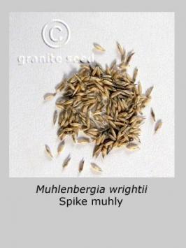muhlenbergia  wrightii  product gallery #3