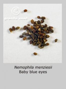 nemophila  menziesii  product gallery #2