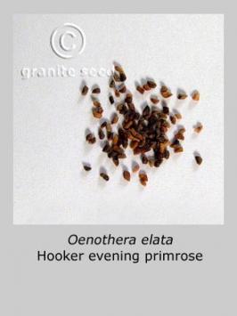 oenothera  elata  product gallery #2