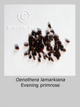 oenothera  lamarckiana  product gallery #1