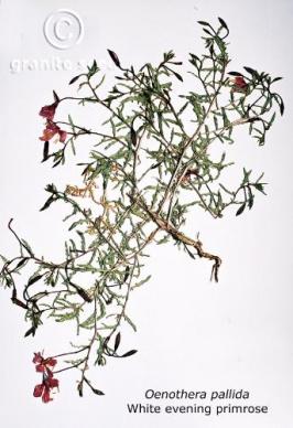 oenothera  pallida  product gallery #2